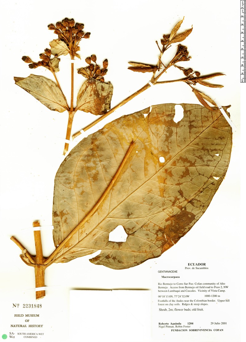 Macrocarpaea cortinae photo 2