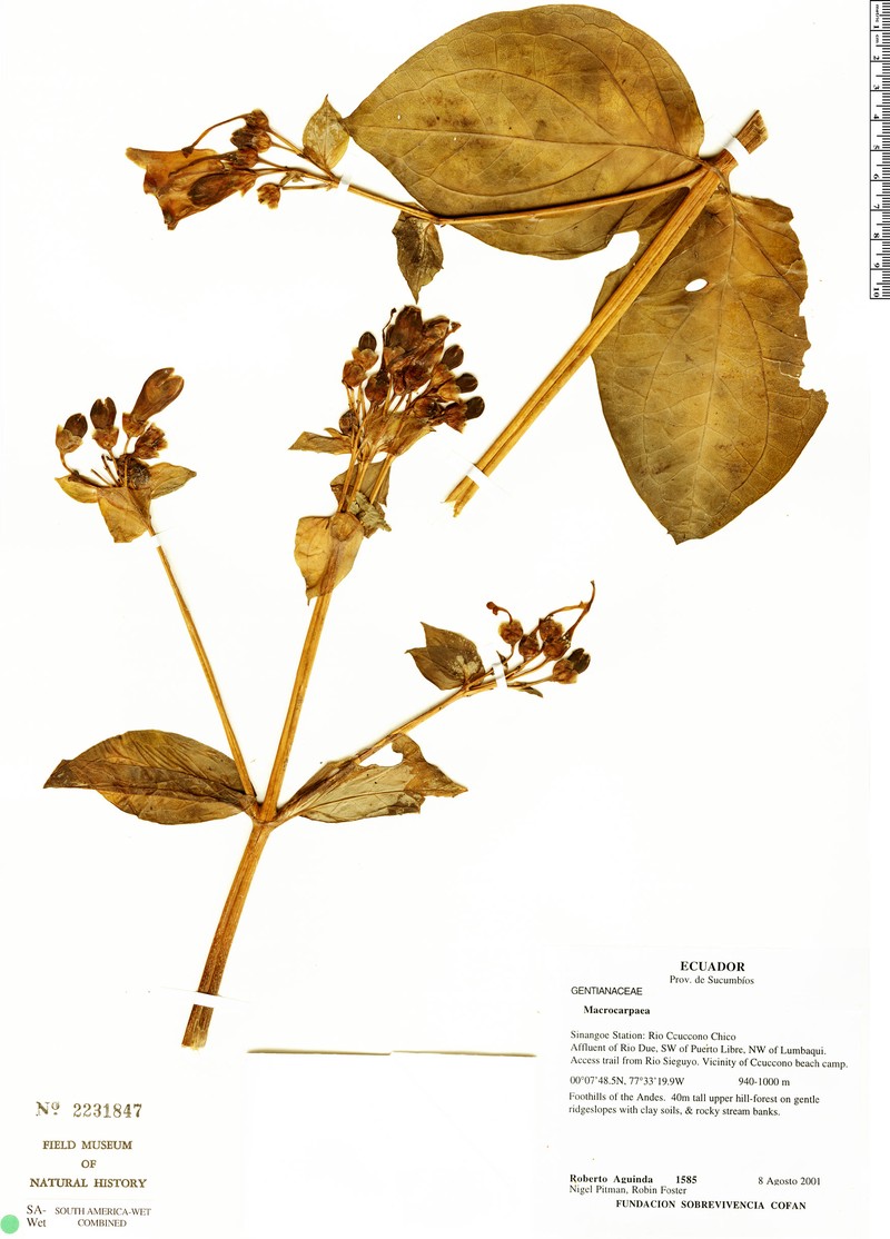 Macrocarpaea cortinae photo 3