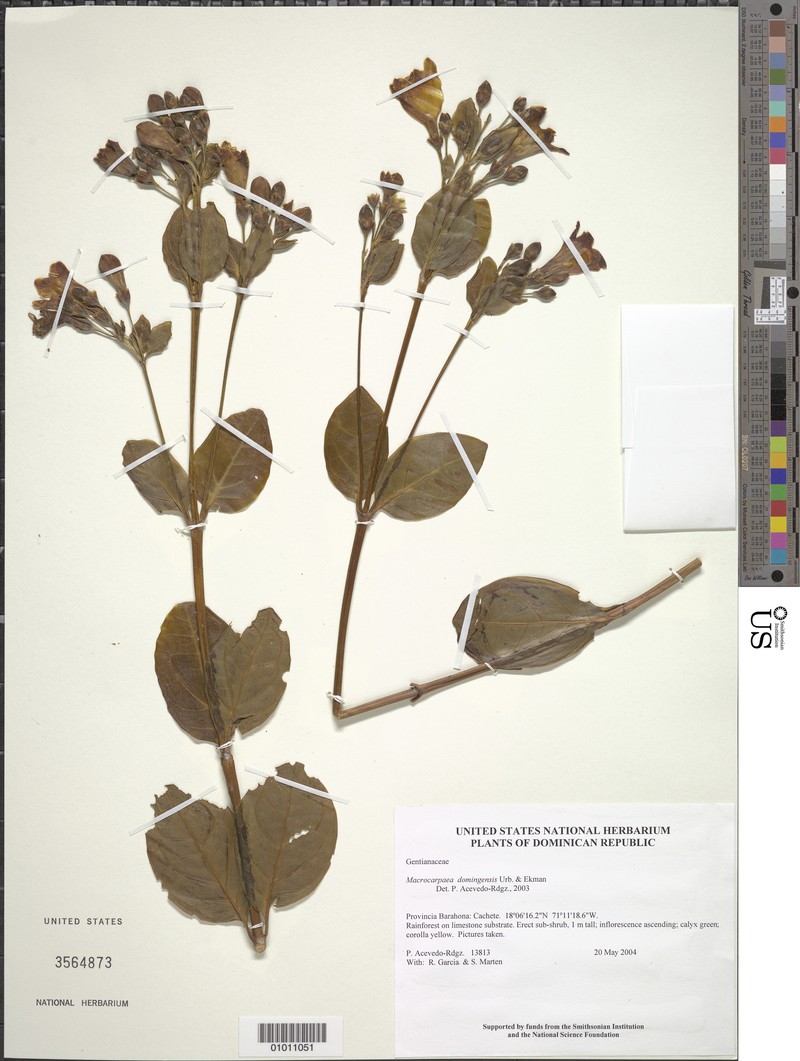 Macrocarpaea domingensis photo 4