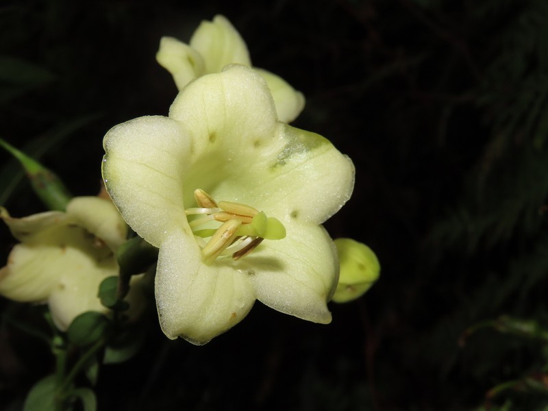 Macrocarpaea glabra photo 8