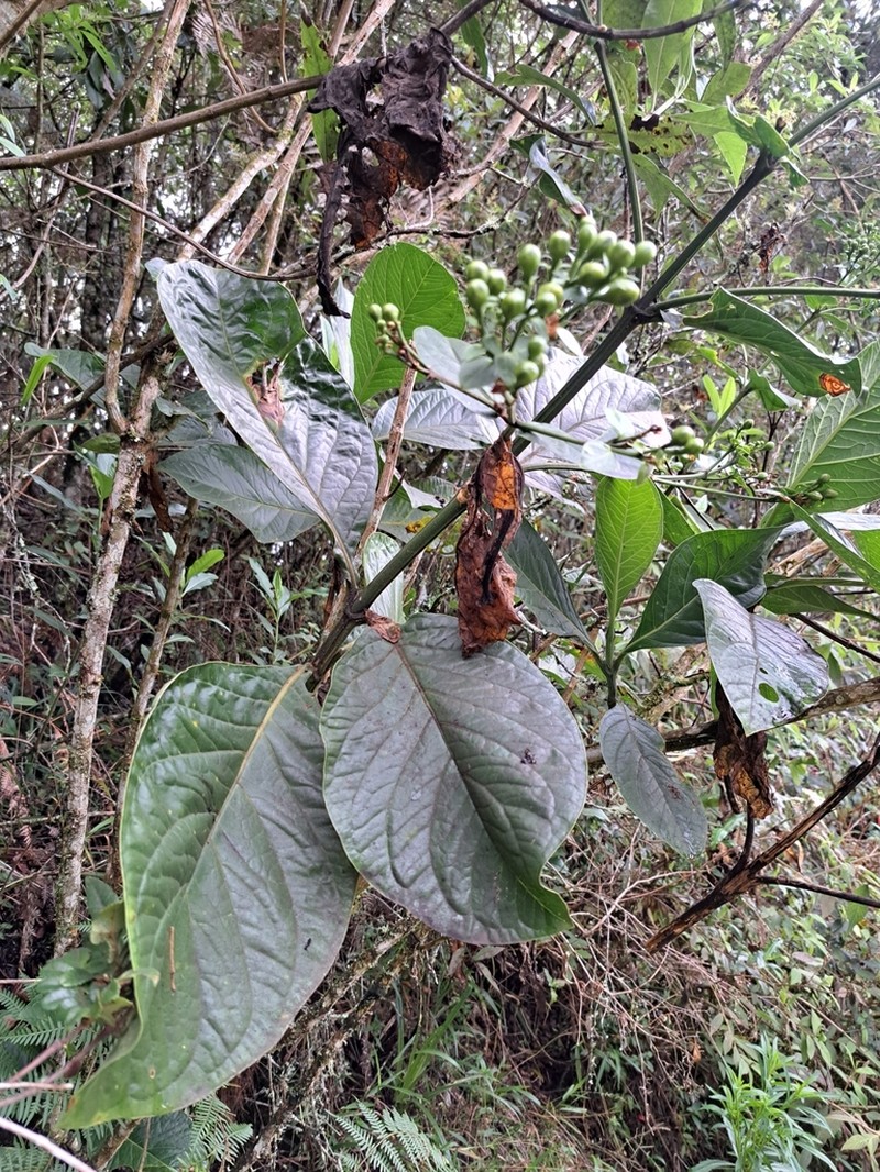 Macrocarpaea macrophylla photo 4