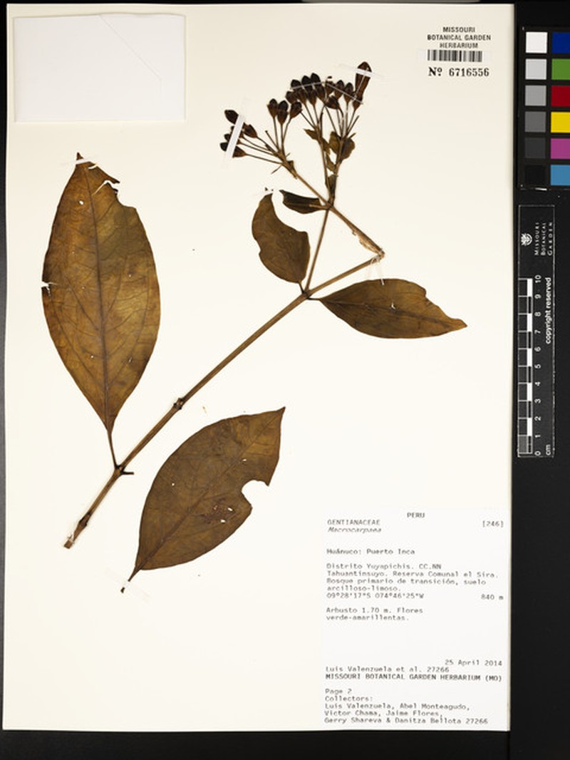 Macrocarpaea micrantha photo 2