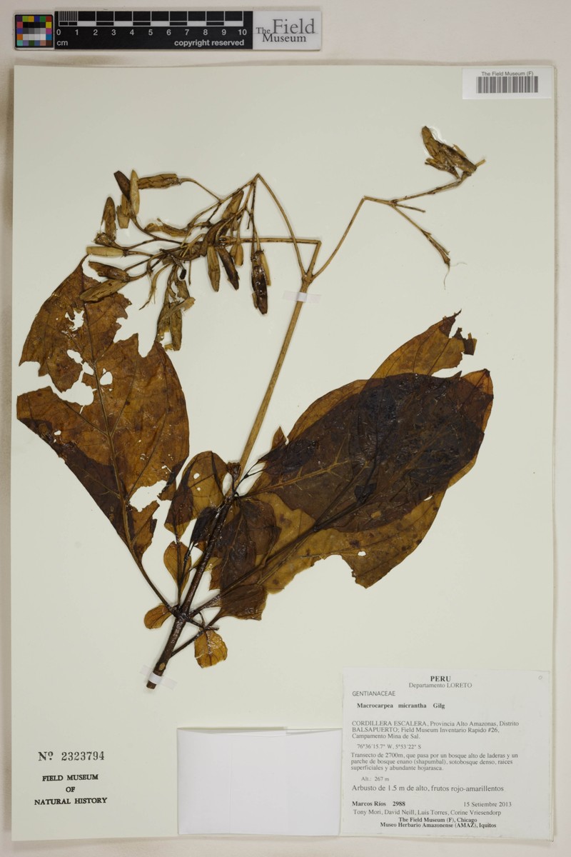Macrocarpaea micrantha photo 3