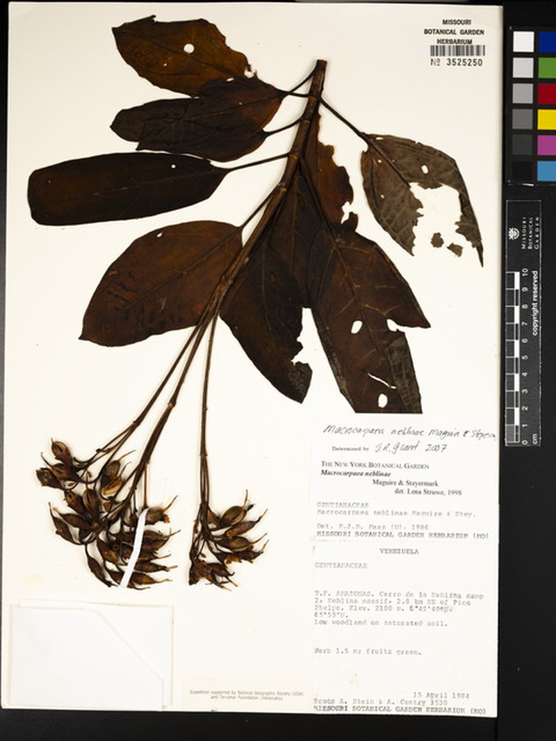 Macrocarpaea neblinae