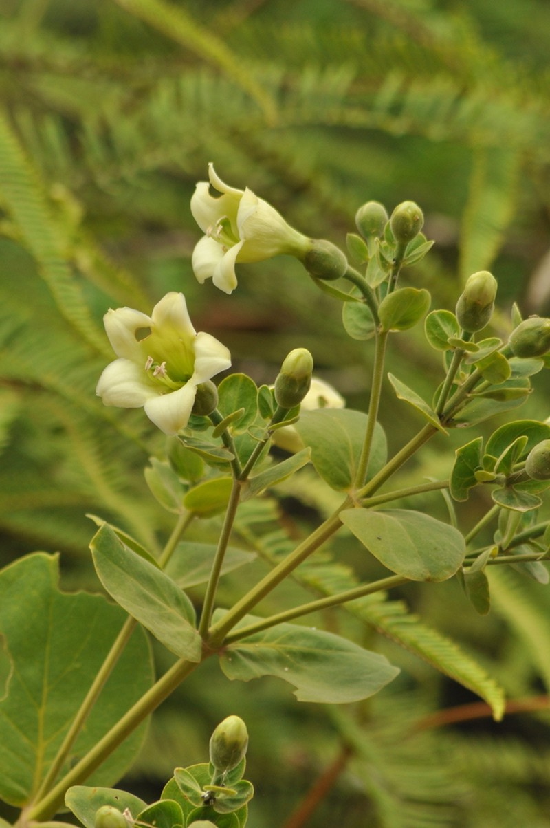 Macrocarpaea obtusifolia