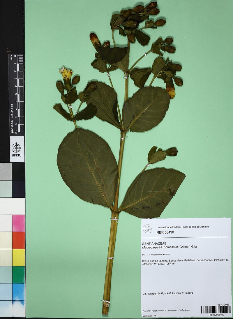 Macrocarpaea obtusifolia photo 2