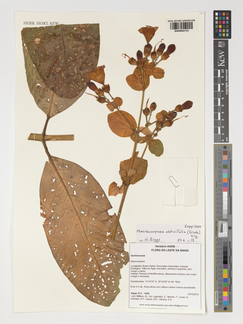 Macrocarpaea obtusifolia photo 3