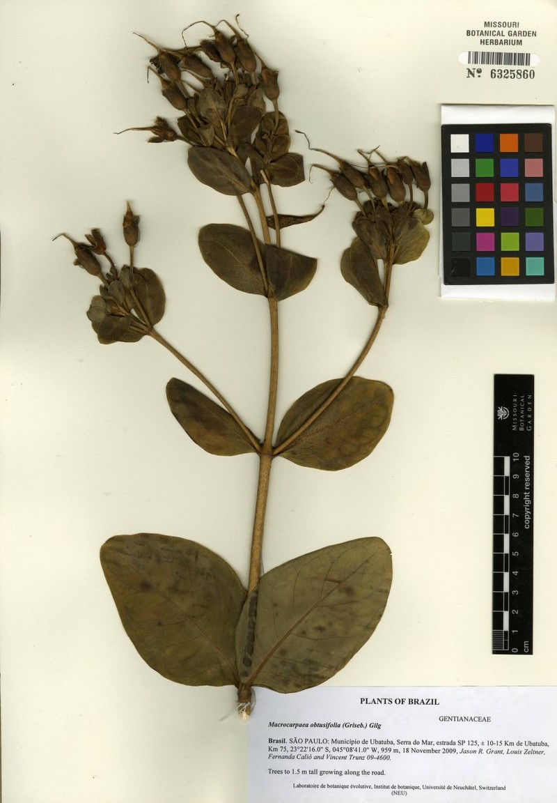 Macrocarpaea obtusifolia photo 4