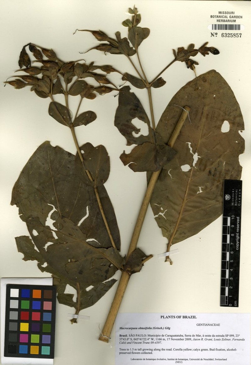 Macrocarpaea obtusifolia photo 5