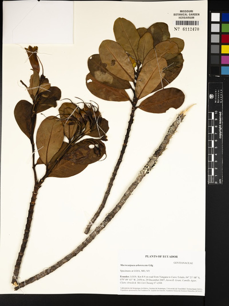 Macrocarpaea ovalis photo 4