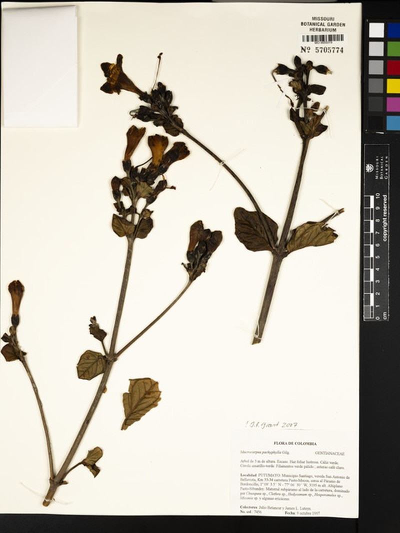 Macrocarpaea pachyphylla
