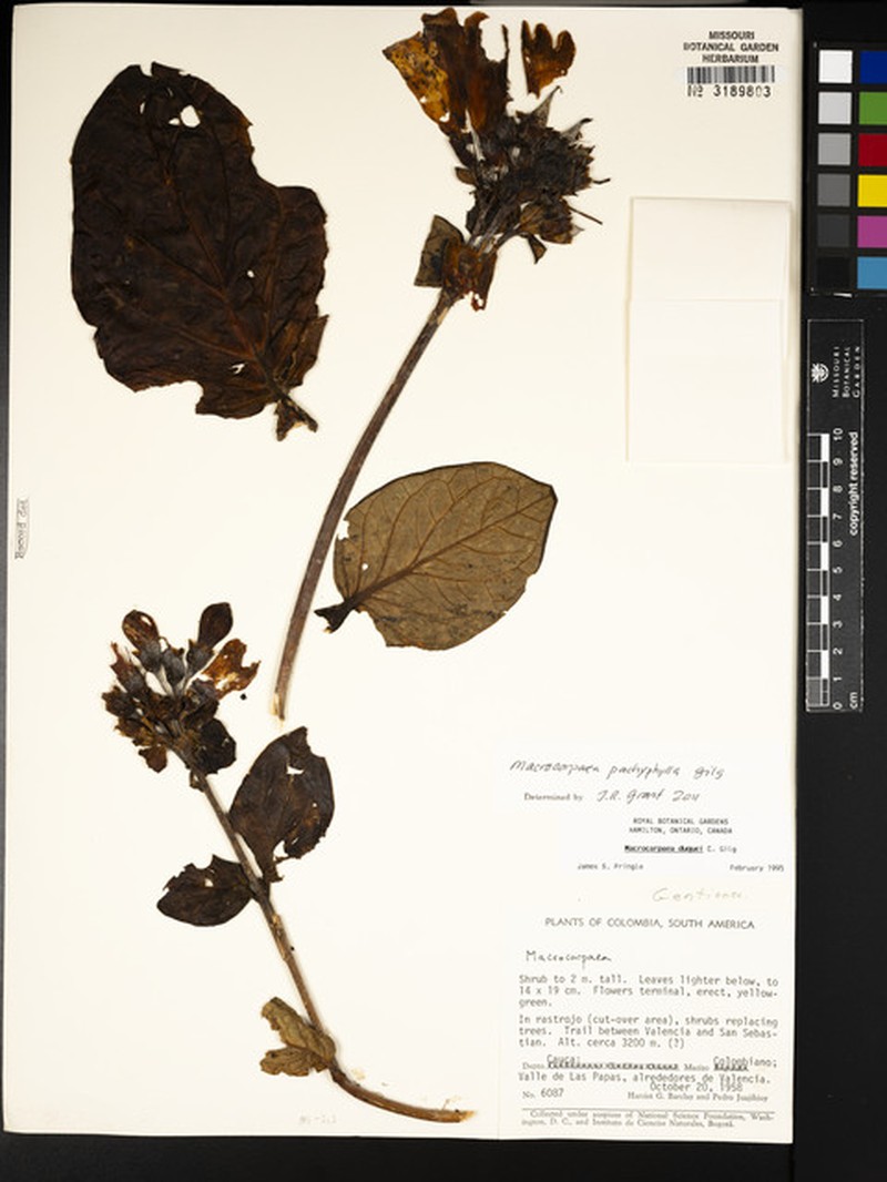 Macrocarpaea pachyphylla photo 2