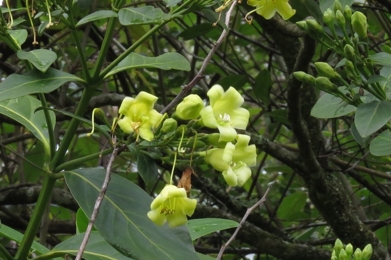Macrocarpaea revoluta