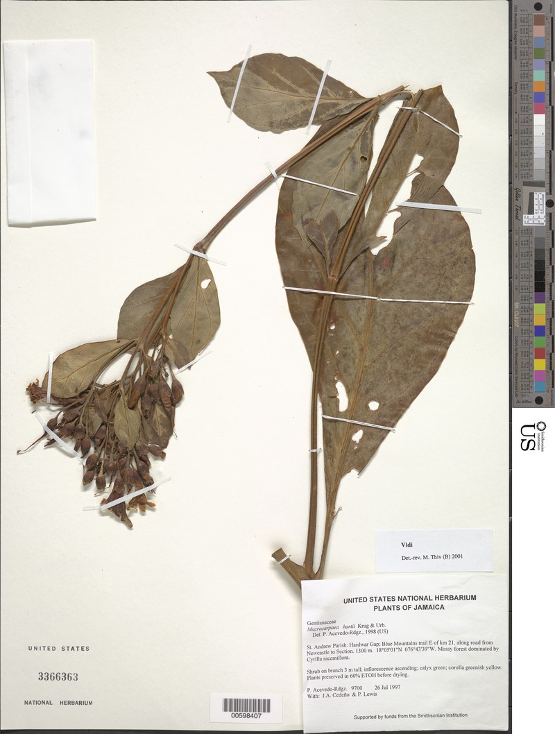Macrocarpaea thamnoides