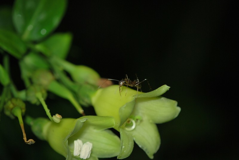 Macrocarpaea umbellata