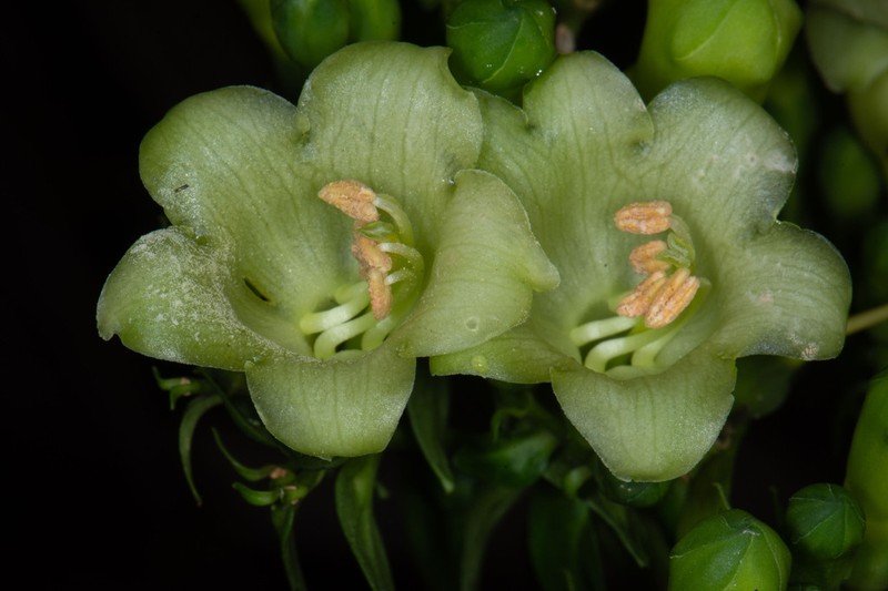 Macrocarpaea umbellata photo 2