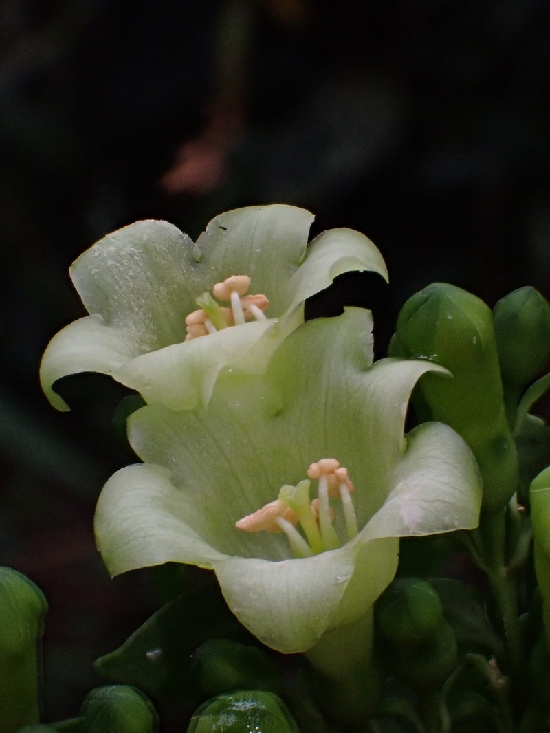 Macrocarpaea umbellata photo 3