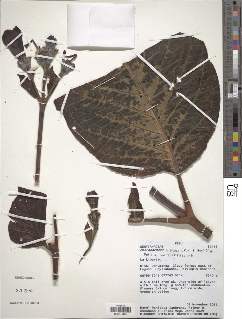 Macrocarpaea viscosa