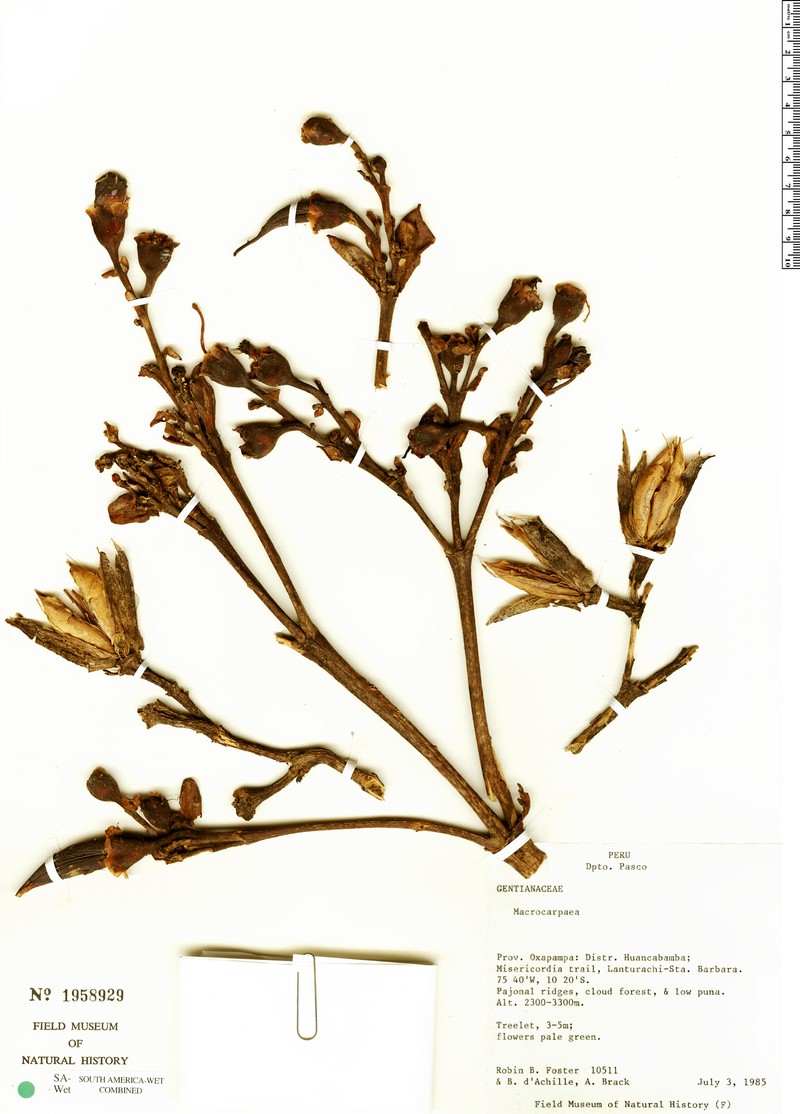 Macrocarpaea viscosa photo 2