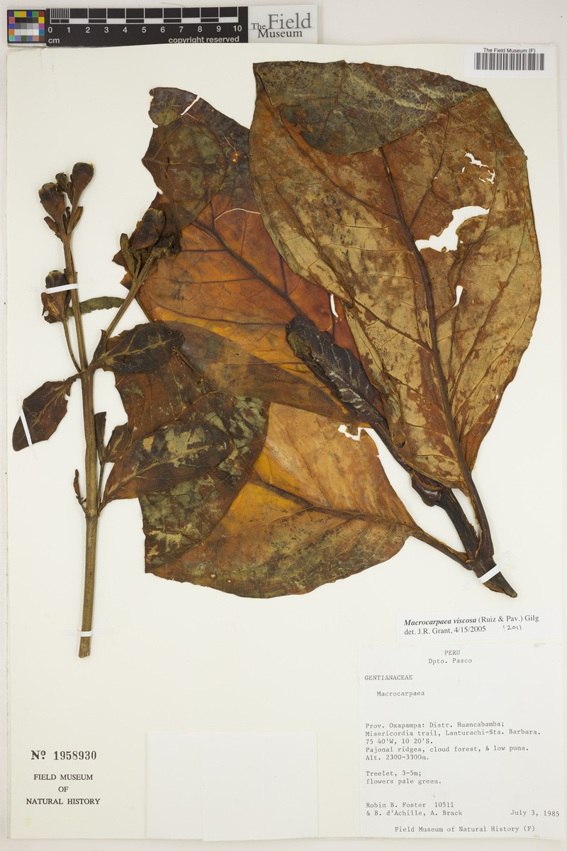Macrocarpaea viscosa photo 3