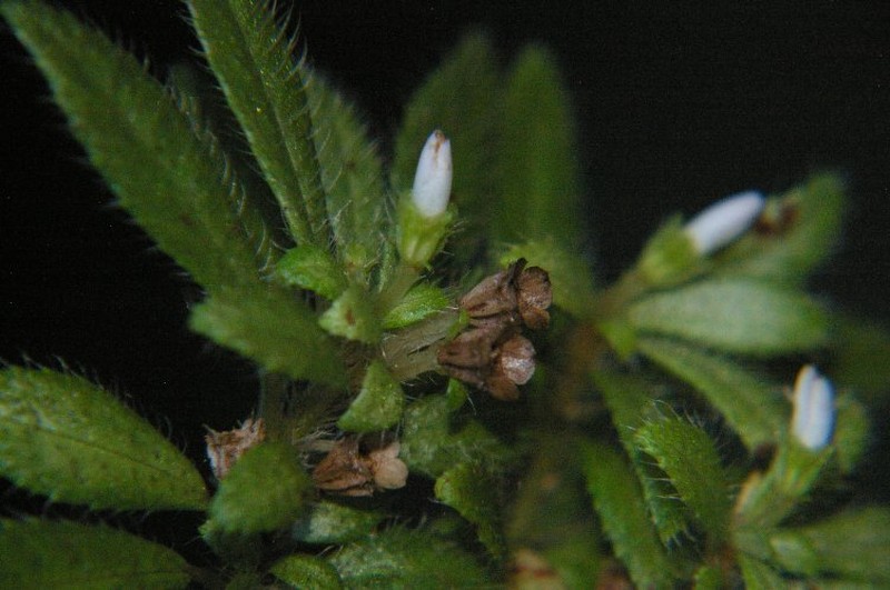 Macrocentrum andinum