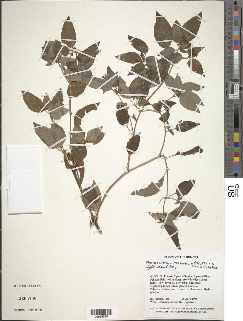 Macrocentrum cristatum var. cristatum