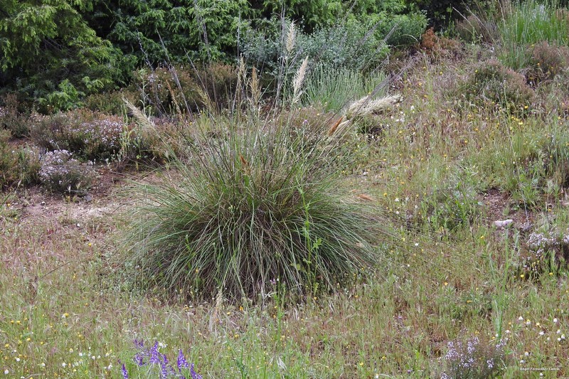 Macrochloa tenacissima subsp. tenacissima