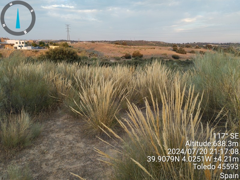 Macrochloa tenacissima subsp. tenacissima photo 2