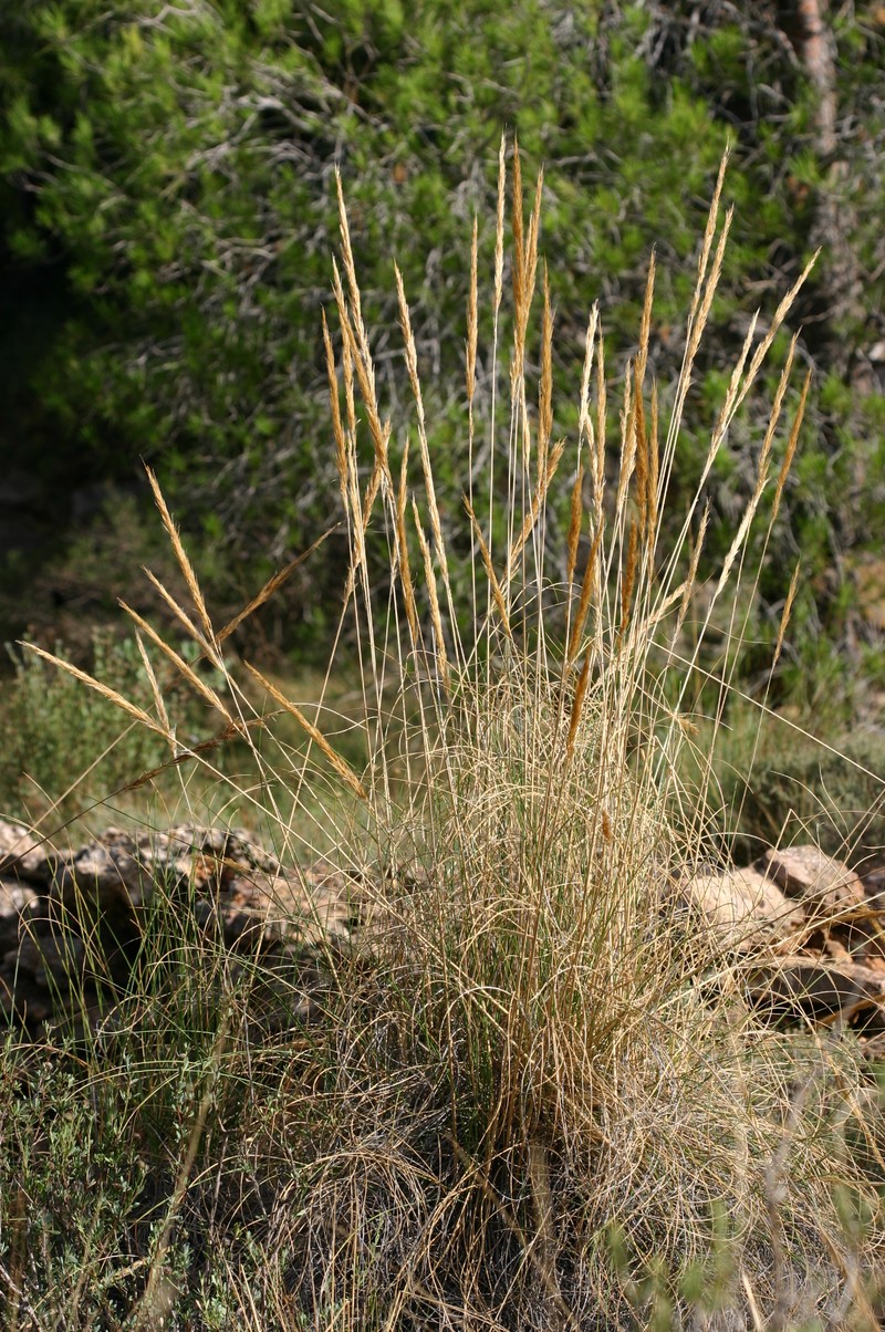 Macrochloa tenacissima subsp. tenacissima photo 3