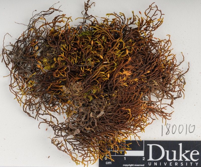 Sullivant's Macrocoma Moss