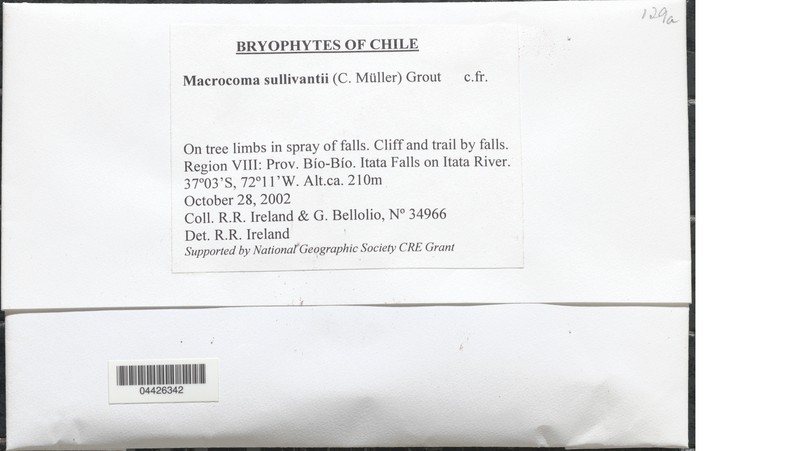 Sullivant's Macrocoma Moss photo 2