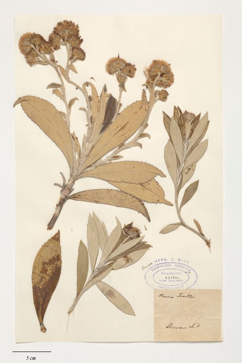 Macrolearia × traillii