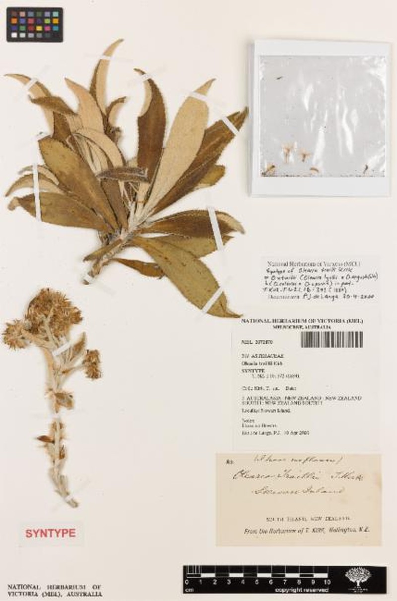 Macrolearia × traillii photo 3
