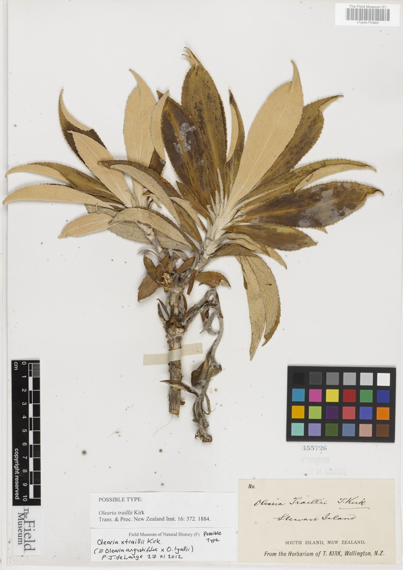 Macrolearia × traillii photo 4