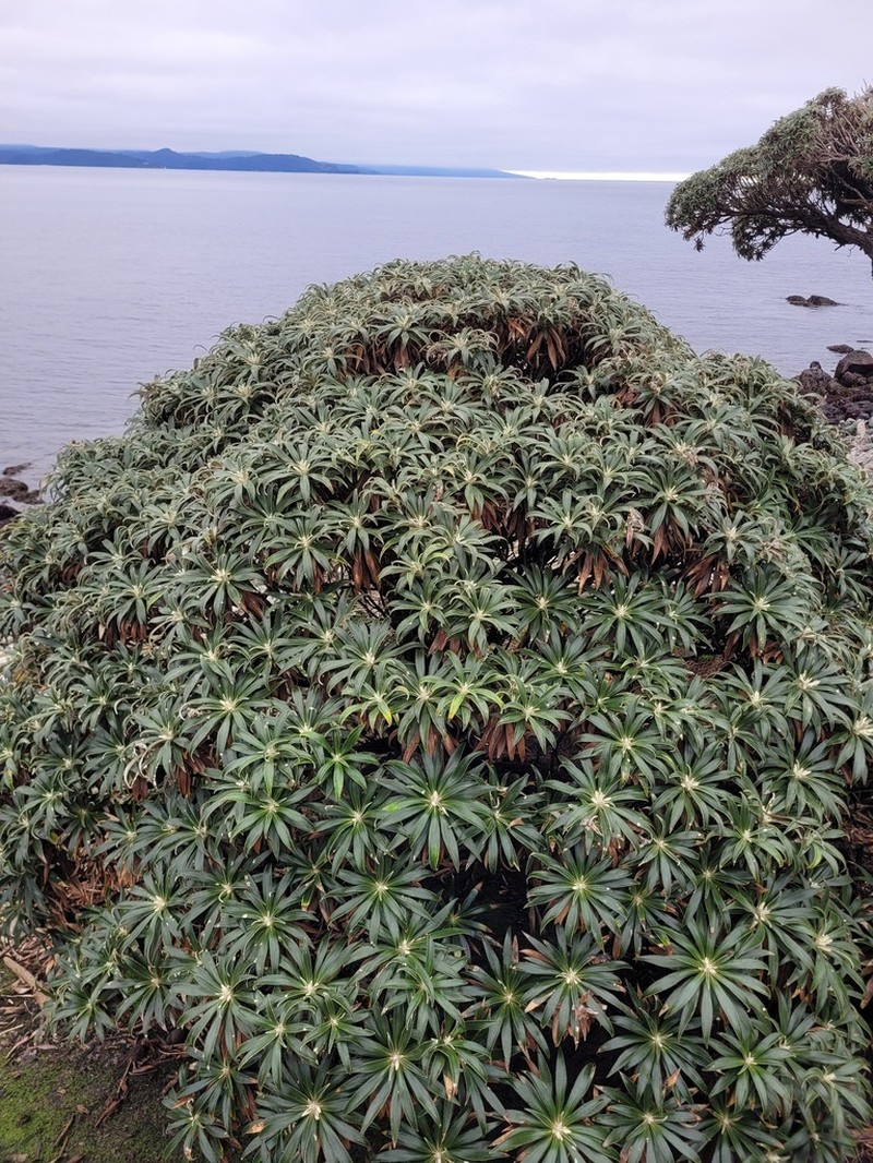 Macrolearia angustifolia