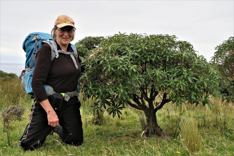 Macrolearia angustifolia photo 2