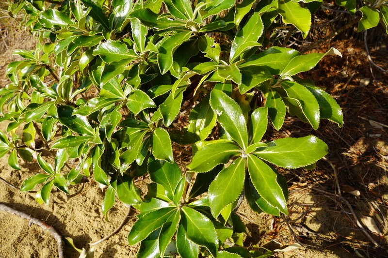 Macrolearia angustifolia photo 3