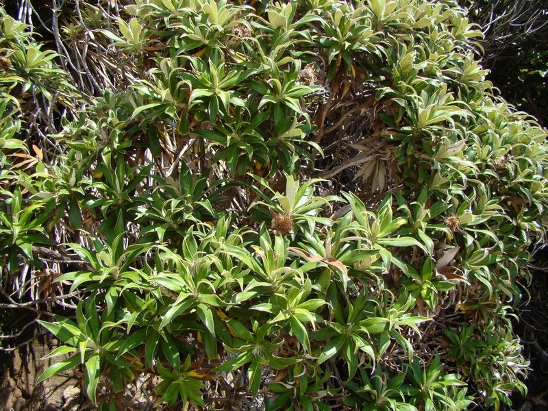 Macrolearia angustifolia photo 5