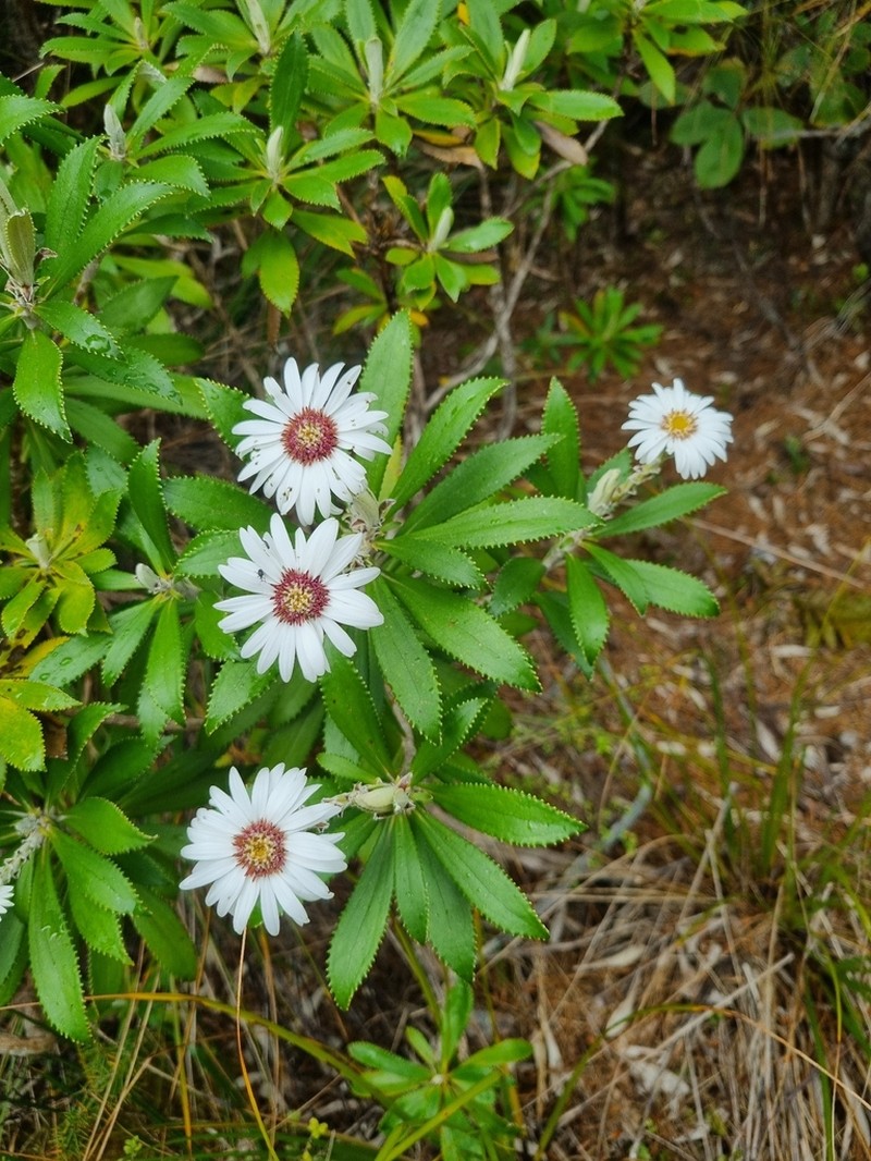Macrolearia angustifolia photo 6