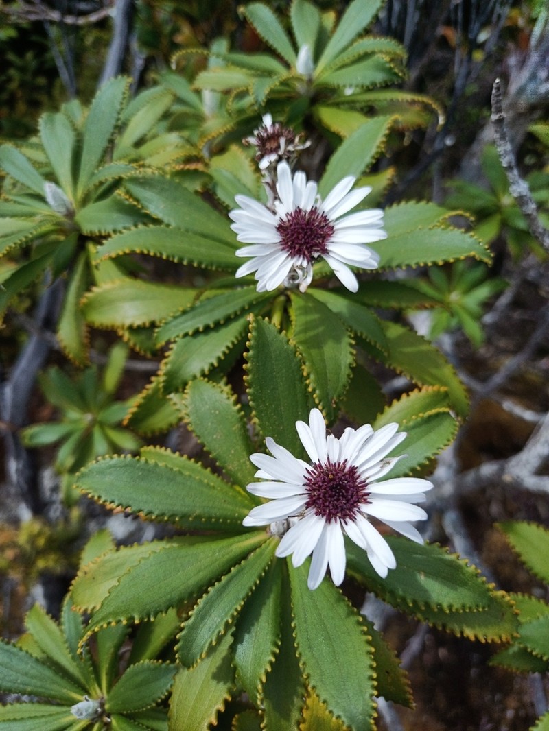 Macrolearia angustifolia photo 7