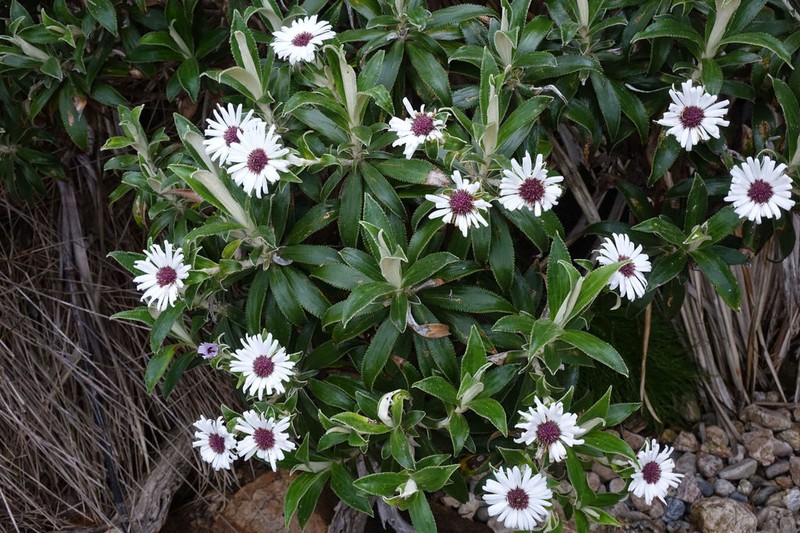 Macrolearia angustifolia photo 8