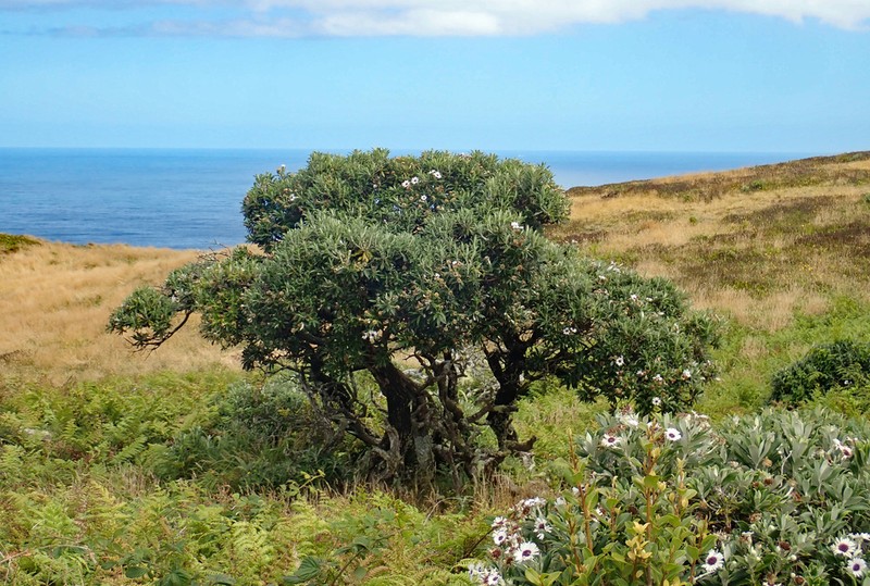 Macrolearia chathamica photo 4
