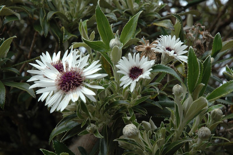 Macrolearia chathamica photo 5