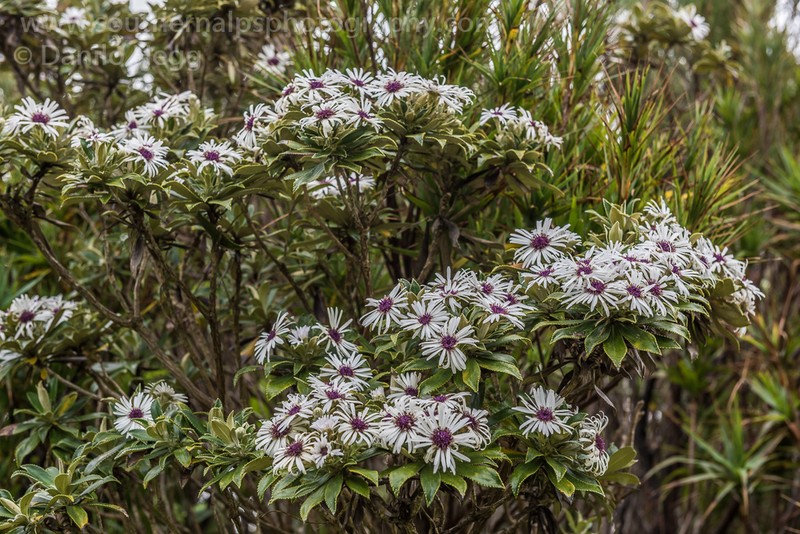 Macrolearia chathamica photo 6