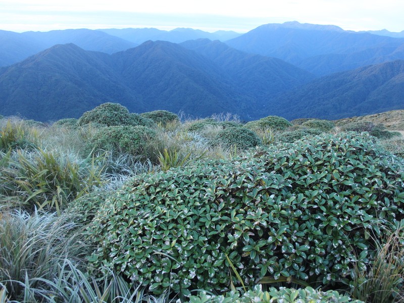 Macrolearia colensoi photo 3