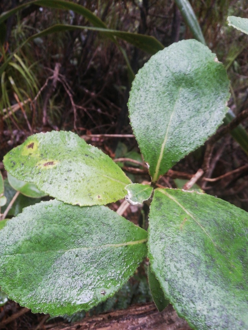 Macrolearia colensoi photo 7