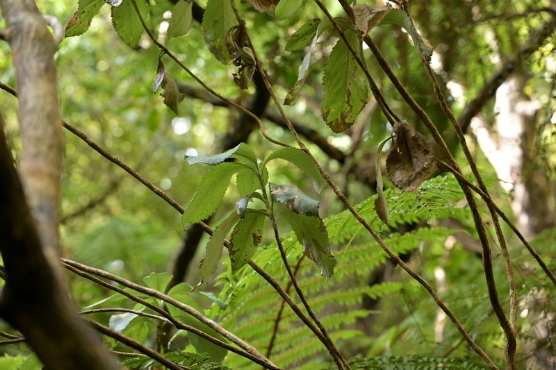 Macrolearia colensoi photo 8