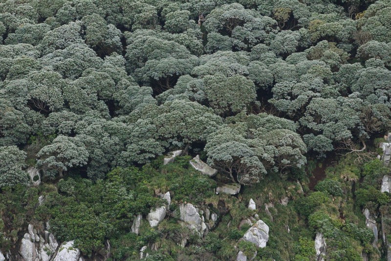 Macrolearia lyallii