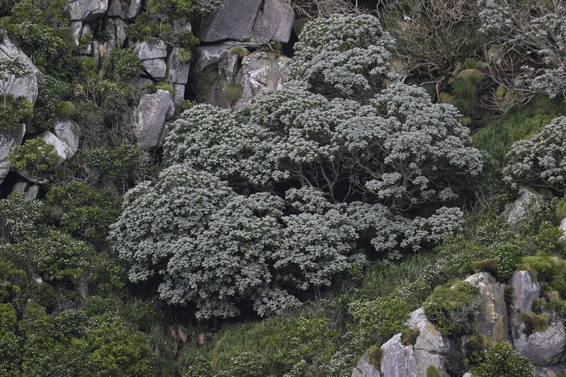 Macrolearia lyallii photo 3