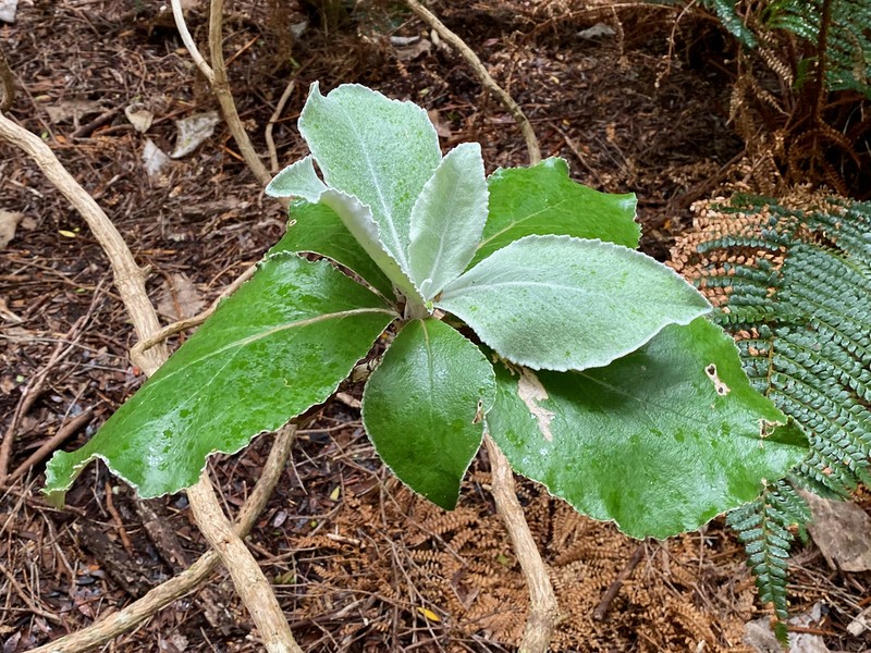 Macrolearia lyallii photo 4